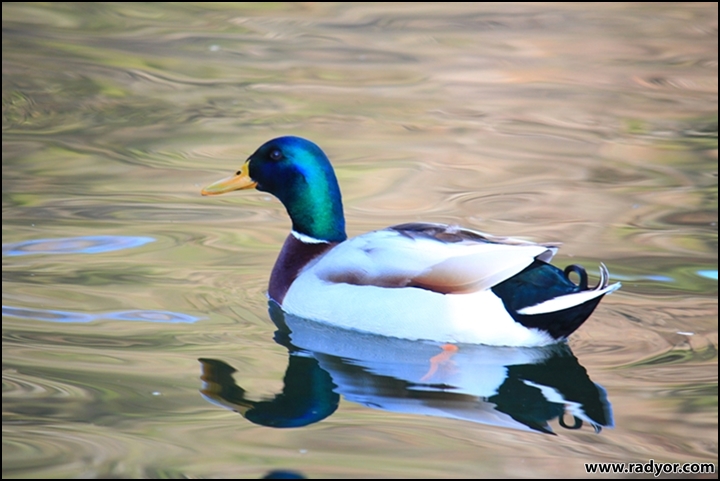 Colourfull duck